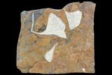 Fossil Ginkgo Leaves From North Dakota - Paleocene #102861-1
